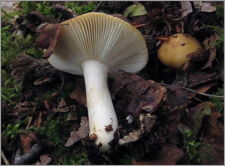 Ochre Brittlegill, Russula ochroleuca