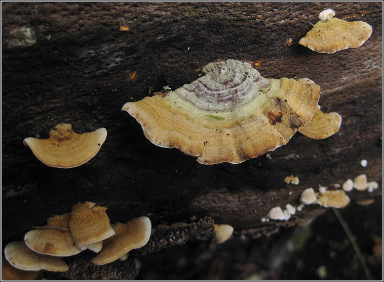 Hairy Bracket, Trametes hirsuta