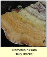 Trametes hirsuta, Hairy Bracket