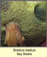 Boletus badius, Bay Bolete