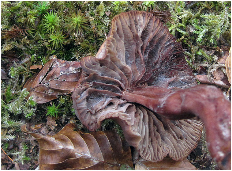 Collybia fusipes, Spindleshank