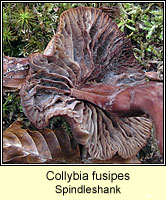 Collybia fusipes, Spindleshank