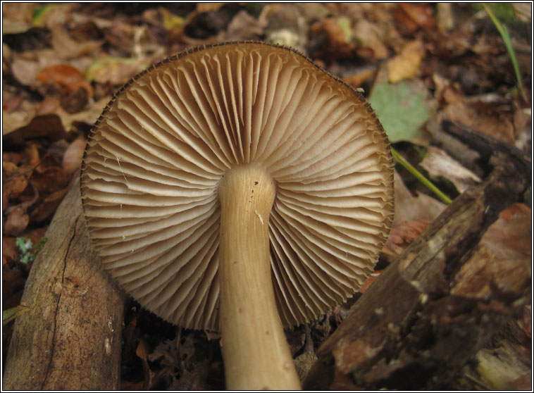 Megacollybia platyphylla, Whitelaced Shank