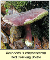 Xerocomus chrysenteron, Red Cracking Bolete