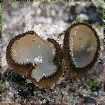 Trichophaea hemisphaerioides