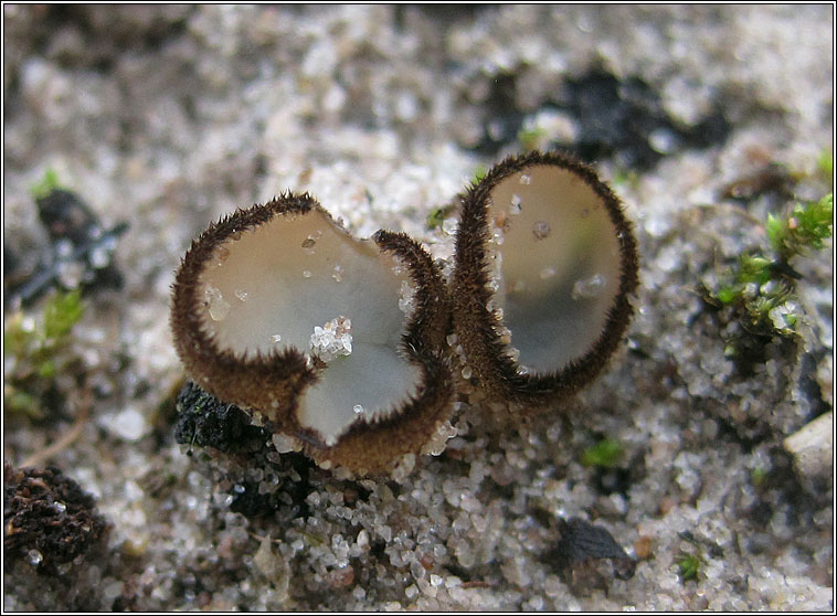 Trichophaea hemisphaerioides