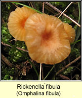 Rickenella fibula