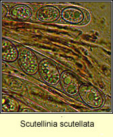 Scutellinia scutellata