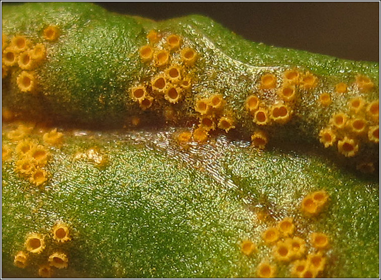 Groundsel Rust, Puccinia lagenophorae