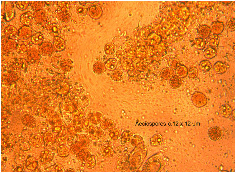 Groundsel Rust, Puccinia lagenophorae, aeciospores