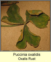 Puccinia oxalidis, Oxalis Rust