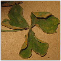 Oxalis rust, Puccinia oxalidis