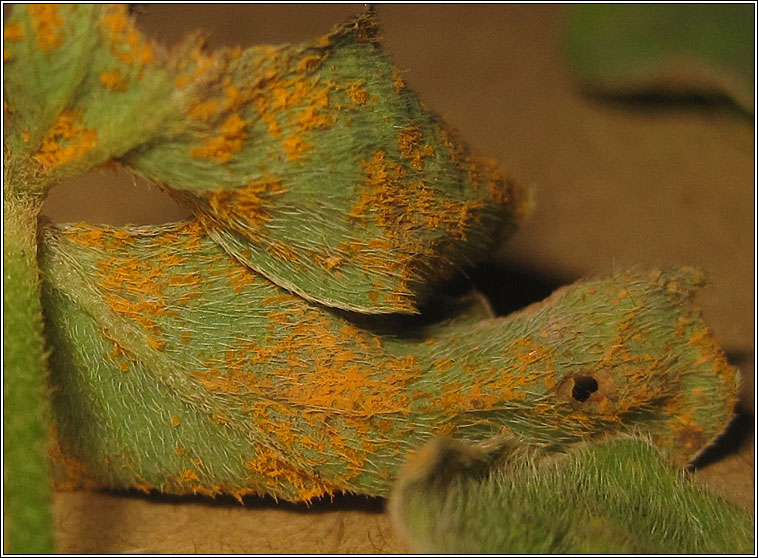 Oxalis rust, Puccinia oxalidis