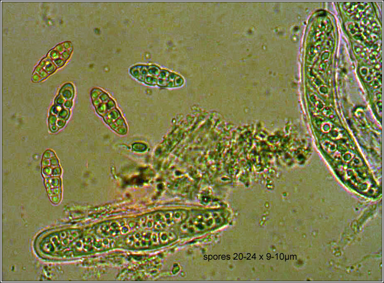 Hysterobrevium smilacis, spores