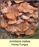 Armillaria mellea, Honey Fungus