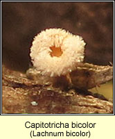 Capitotricha bicolor