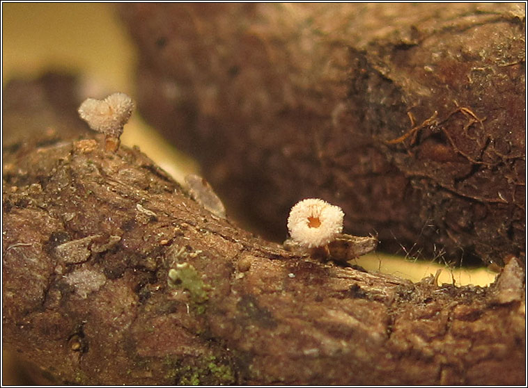 Capitotricha bicolor