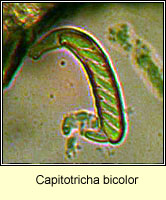 Capitotricha bicolor