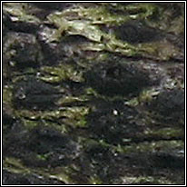 Splanchnonema scoriadeum