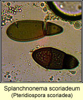 Splanchnonema scoriadeum