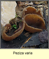 Peziza varia