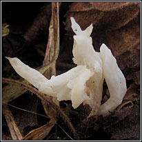 Clavulina rugosa, Wrinkled Club