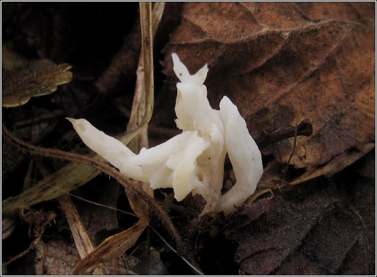 Clavulina rugosa, Wrinkled Club