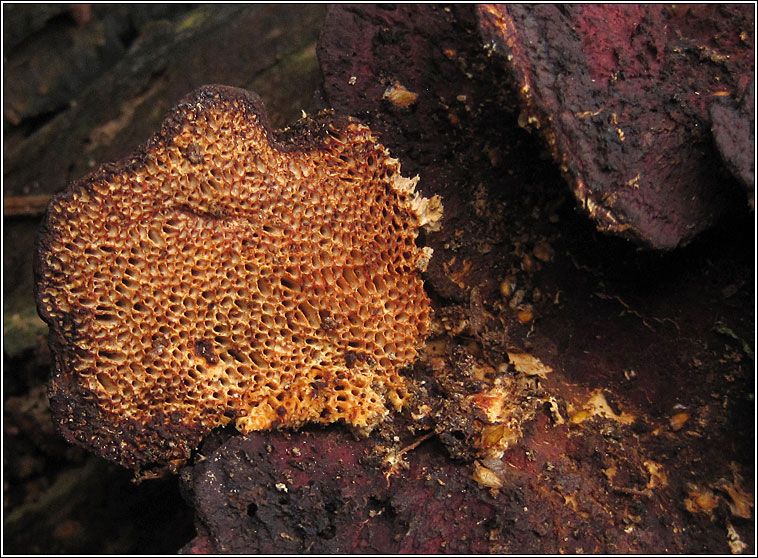 Daedaleopsis confragosa, Blushing Bracket