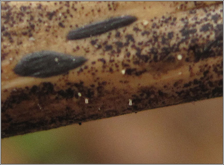 Typhula quisquiliaris, Bracken Club