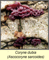 Coryne dubia / Ascocoryne sarcoides