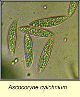 Ascocoryne cylichnium