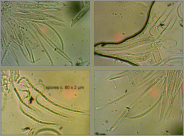 Lophodermium seditiosum