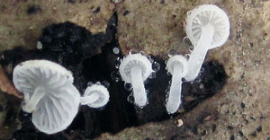 Hemimycena tortuosa