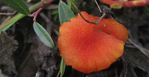 Hygrocybe coccineocrenata