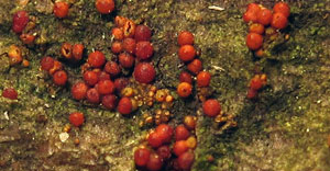 Nectria discophora