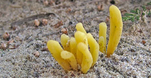 Clavaria argillacea