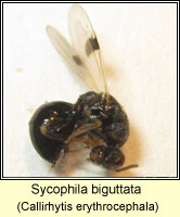 Sycophila biguttata