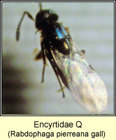 Encyrtidae q