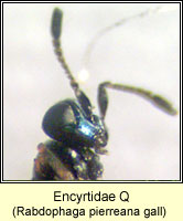 Encyrtidae q