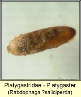 Platygastridae - Platygaster