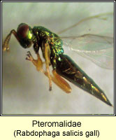 Pteromalidae