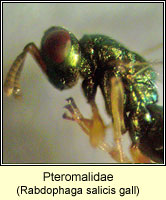 Pteromalidae