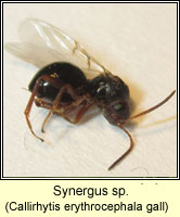 Synergus