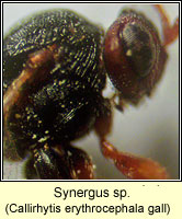 Synergus