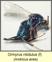 Ormyrus nitidulus