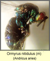 Ormyrus nitidulus