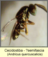 Cecidostiba Q semifascia