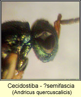 Cecidostiba Q semifascia