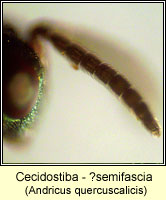 Cecidostiba Q semifascia