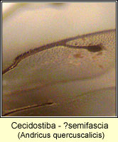 Cecidostiba Q semifascia